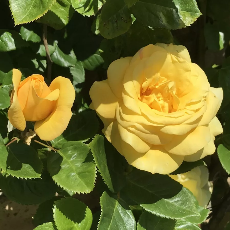 Arthur Bell floribunda       illatos,csokros 70-100cm
